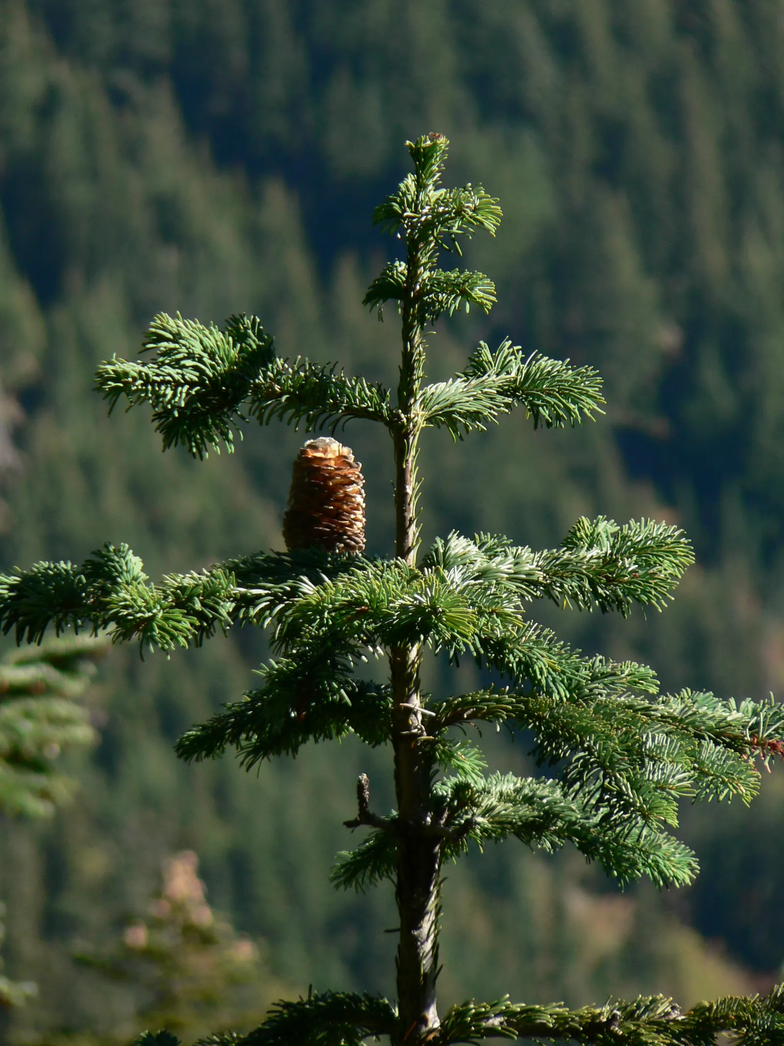 Pacific Silver Fir (Abies Amabilis) — Its needles display a lustrous dark green top with a distinctive silvery-white underside