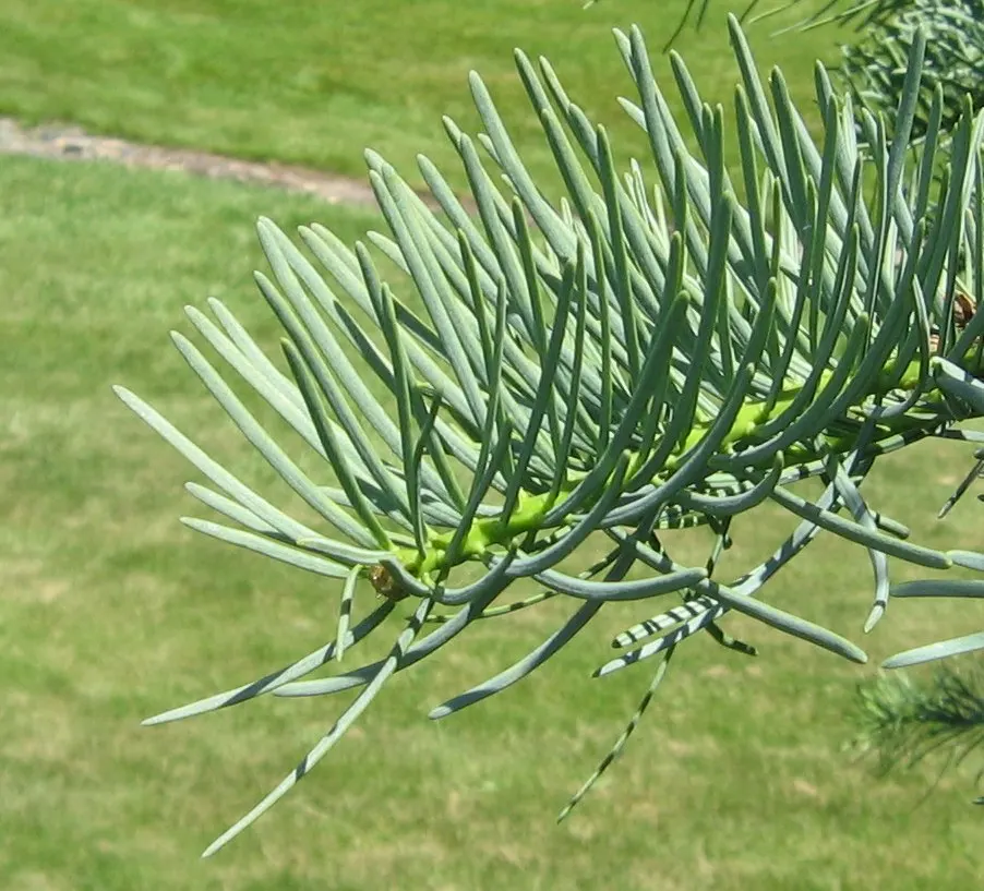 Pacific Silver Fir (Abies Amabilis) — This species thrives in cool, moist environments, preferring well-drained, acidic soil
