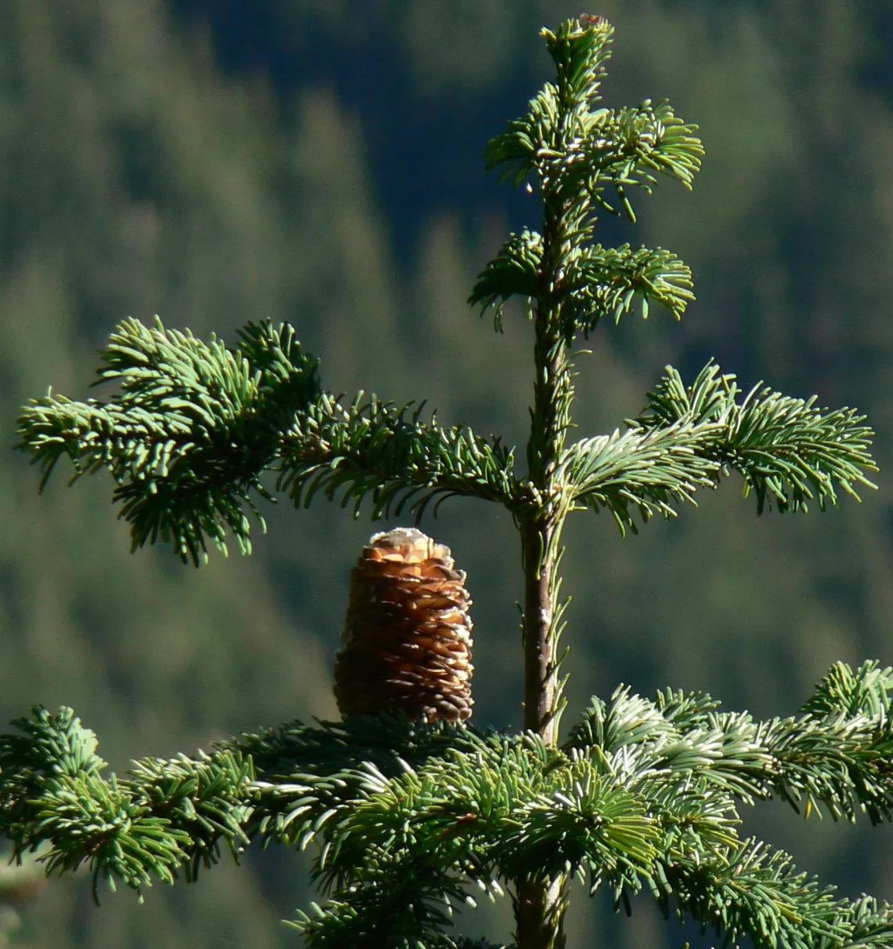 Pacific Silver Fir (Abies Amabilis) — becoming furrowed with age