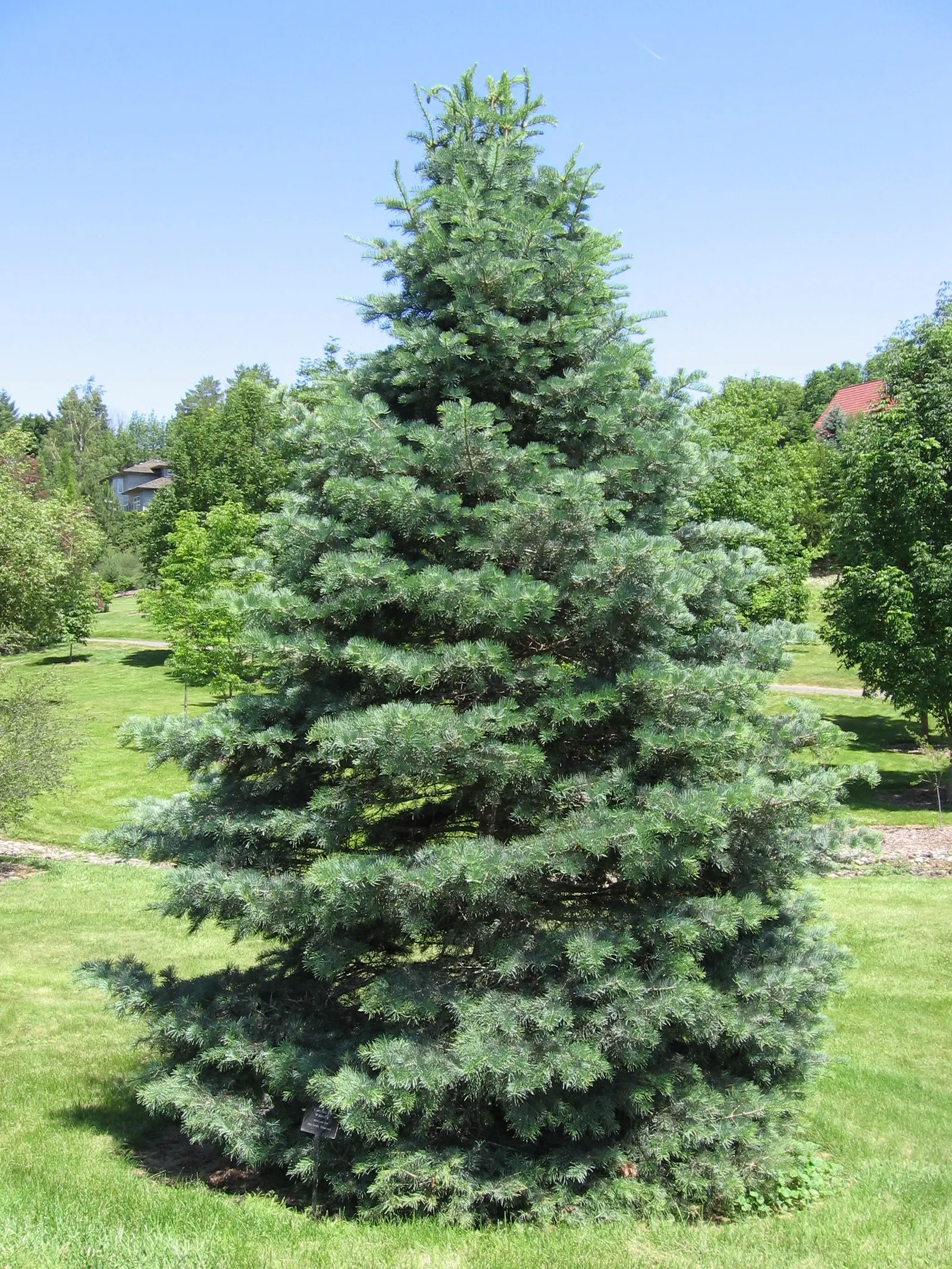 Pacific Silver Fir (Abies Amabilis) — Its needles are a shimmering silver-green, about 1 to 1.5 inches long, contributing to its common name
