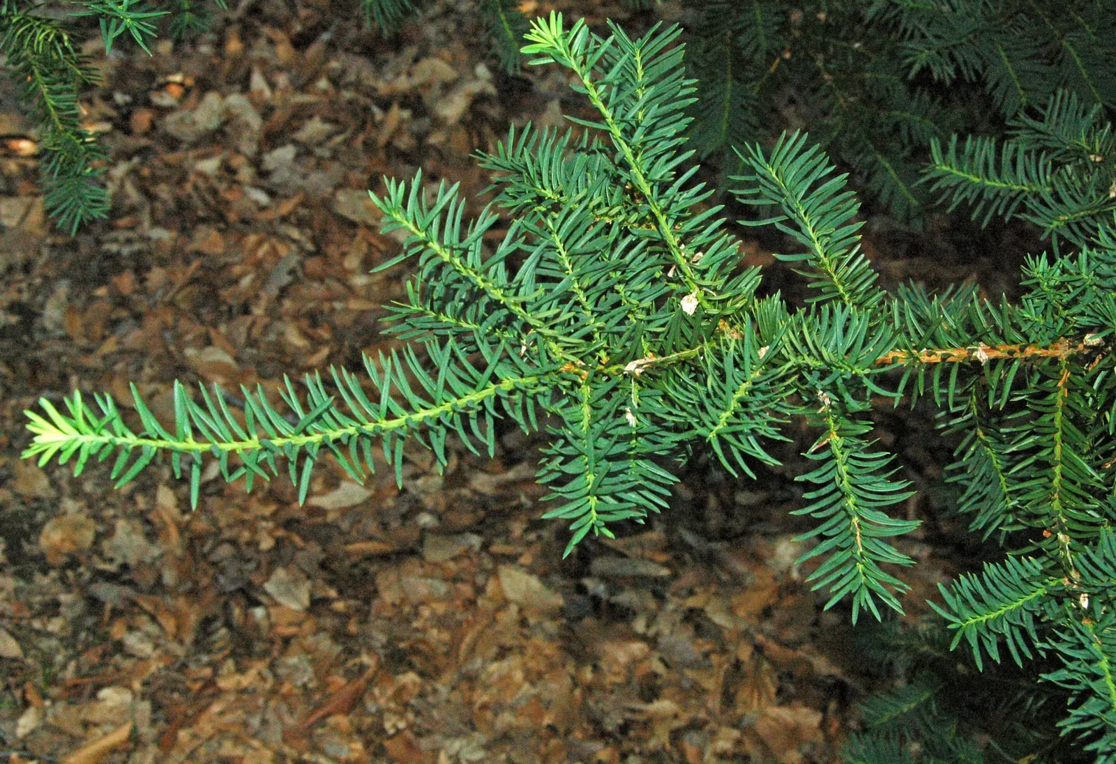Pacific Silver Fir (Abies Amabilis) — It serves well as a windbreak or privacy screen due to its dense foliage