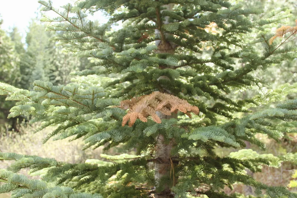 Pacific Silver Fir (Abies Amabilis) — well-drained soils and prefers part to full sun exposure