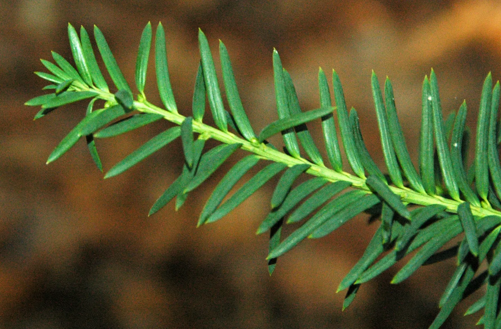 Pacific Silver Fir (Abies Amabilis) — It is renowned for its graceful symmetrical shape and lush