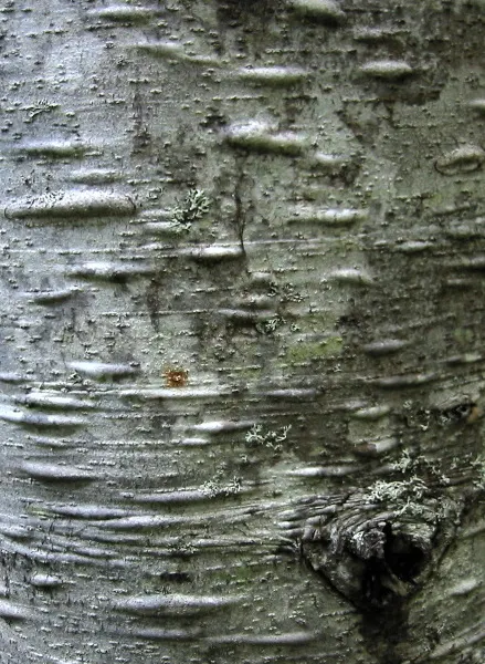 Pacific Silver Fir (Abies Amabilis) — with a proportional spread of about 20 to 25 feet at maturity; this species thrives in cool, moist environments