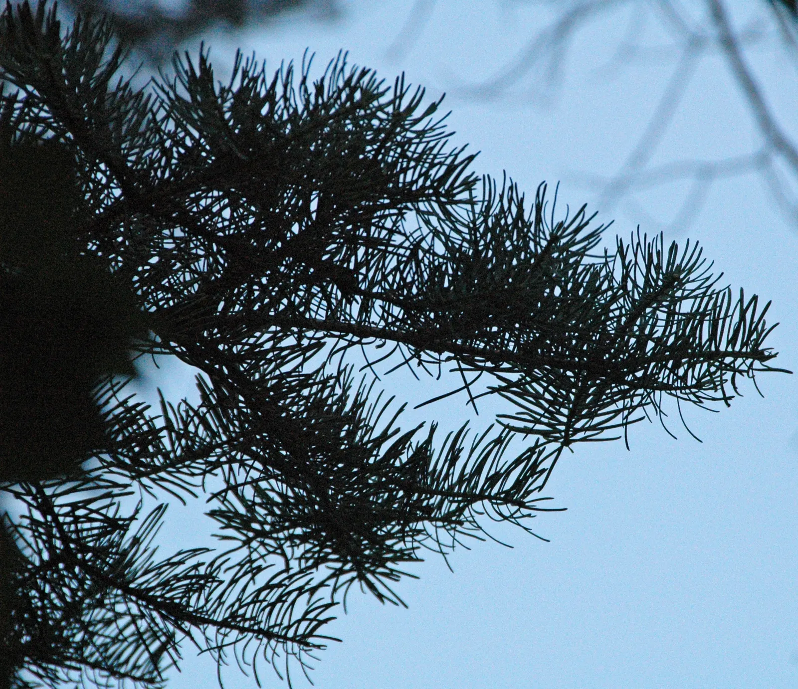 Pacific Silver Fir (Abies Amabilis) — Grows up to 100-180 ft tall with a 20-30 ft spread; they are arranged in a flattened spruce-like pattern, image 48