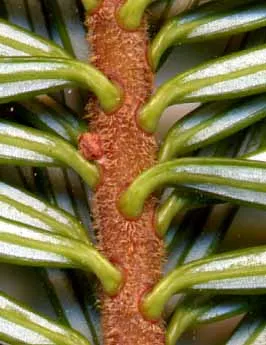 Pacific Silver Fir (Abies Amabilis) — This species thrives in cool, moist environments, preferring well-drained, acidic soil; its needles display a lustrous