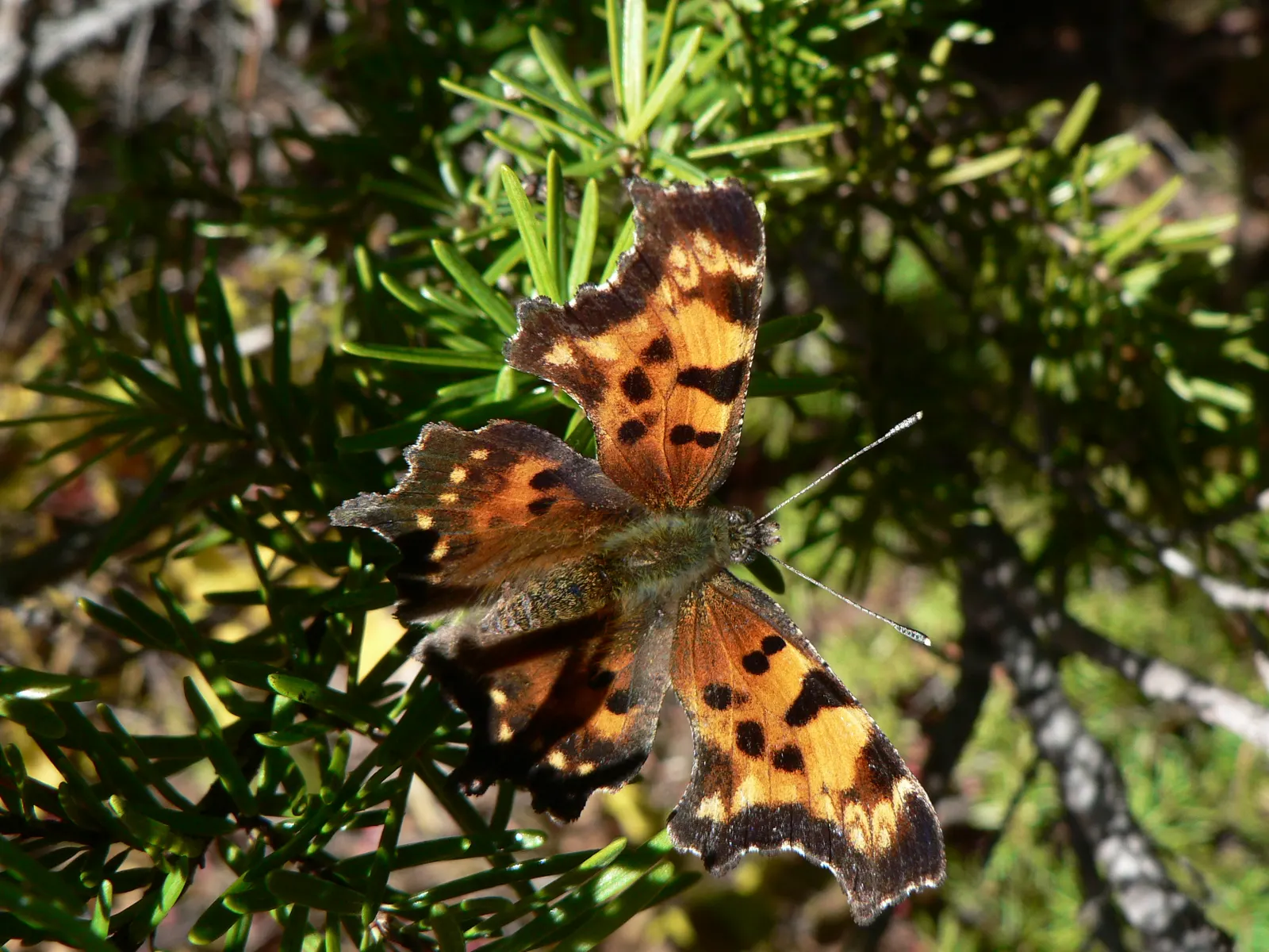 Pacific Silver Fir (Abies Amabilis) — avoiding overhead or nearby structural encroachments