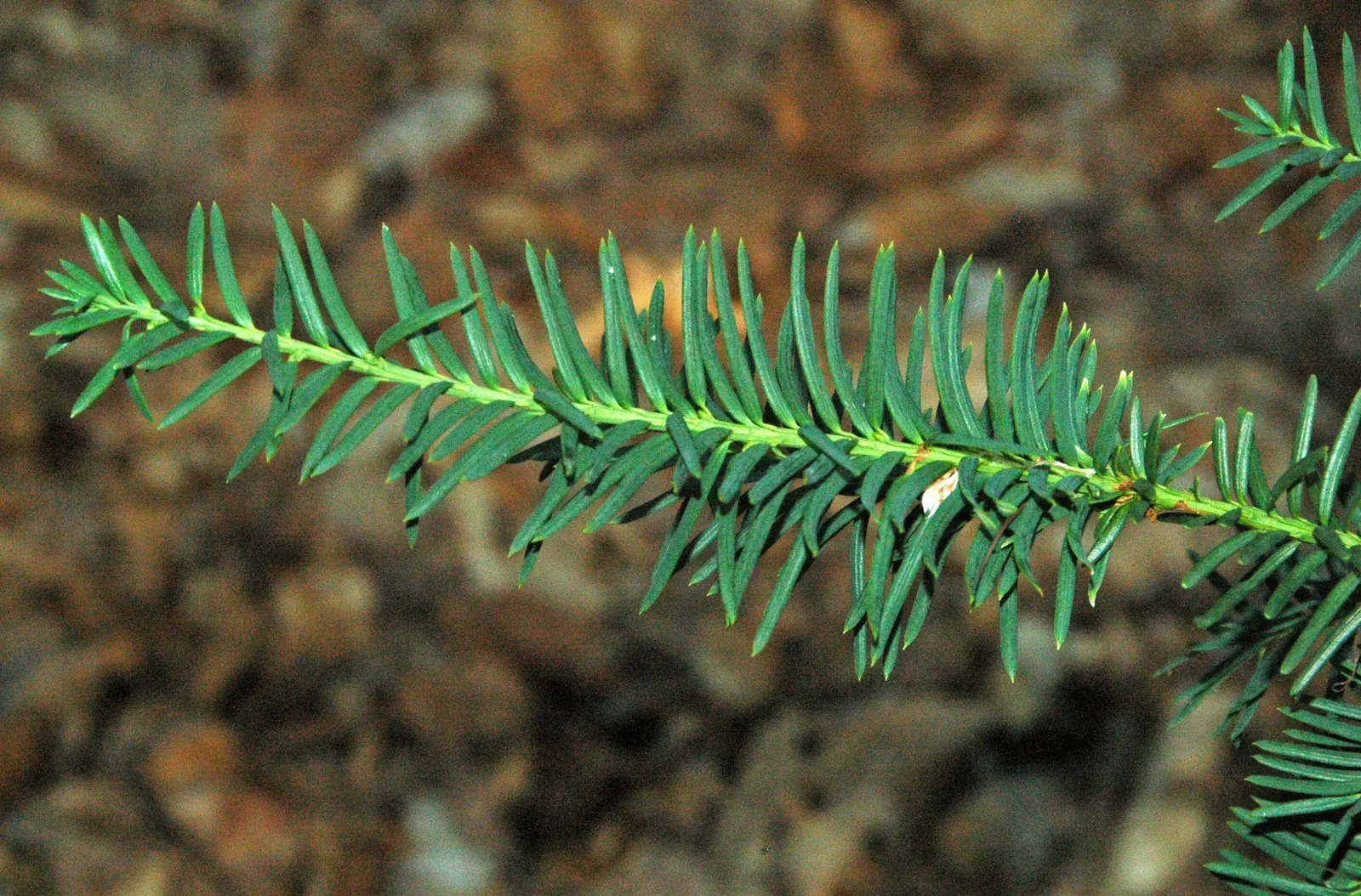 Pacific Silver Fir (Abies Amabilis) — It is important to provide ample space for this fir to grow