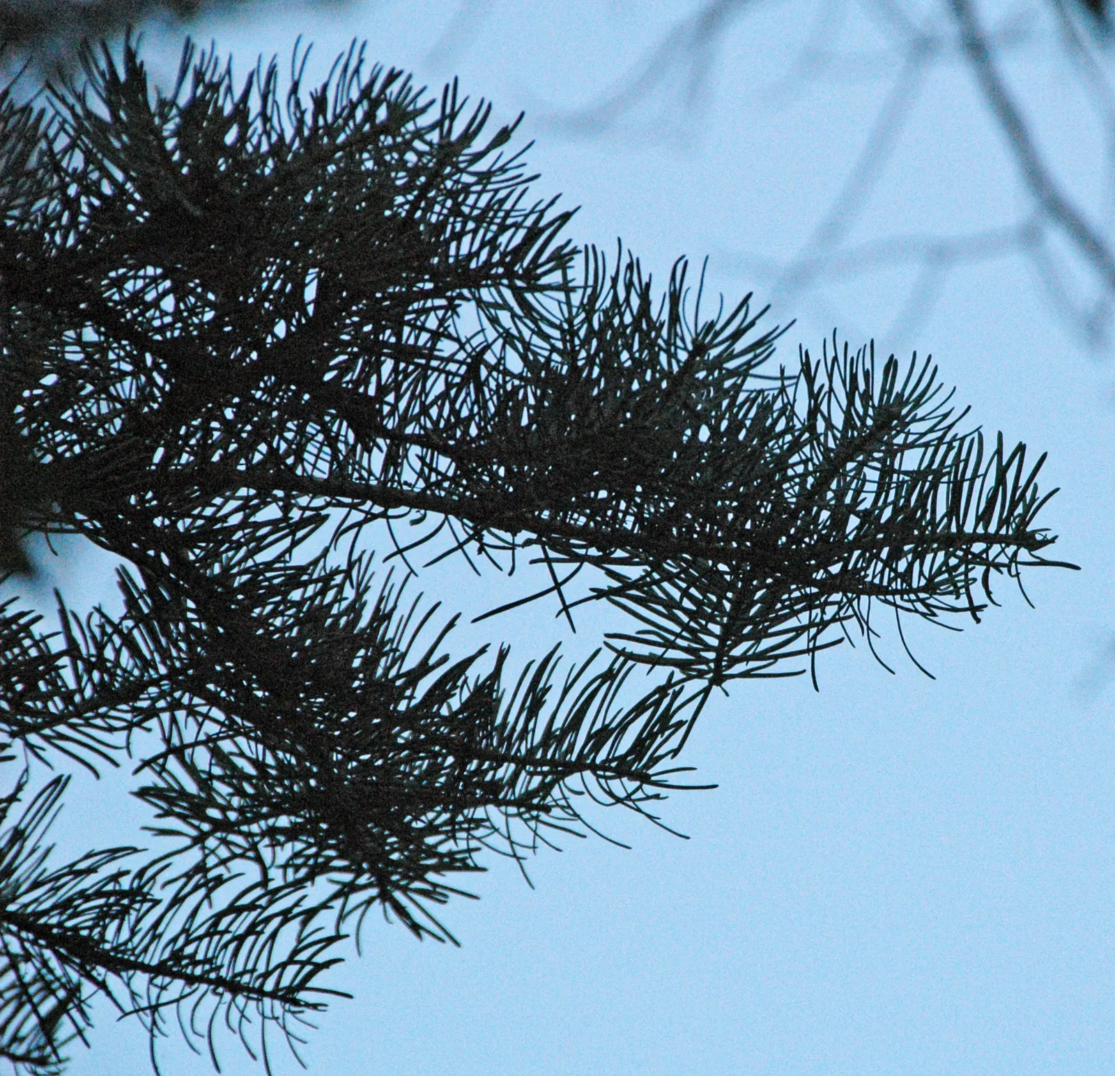 Pacific Silver Fir (Abies Amabilis) — They are arranged in a flattened spruce-like pattern