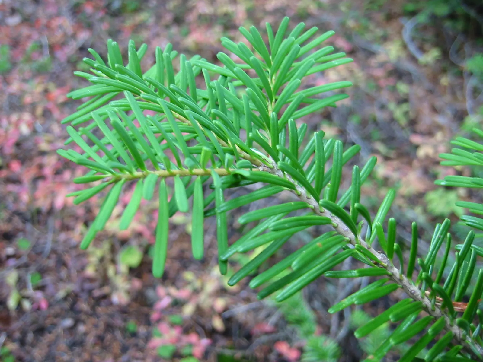 Pacific Silver Fir (Abies Amabilis) — The Pacific Silver Fir, or Abies amabilis, is a stunning evergreen conifer indigenous to the Pacific Northwest