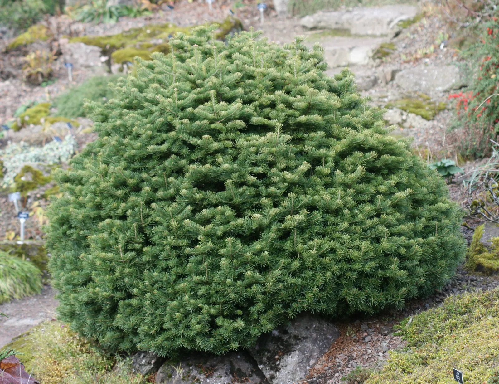 Pacific Silver Fir (Abies Amabilis) — It serves well as a windbreak or privacy screen due to its dense foliage; becoming furrowed with age
