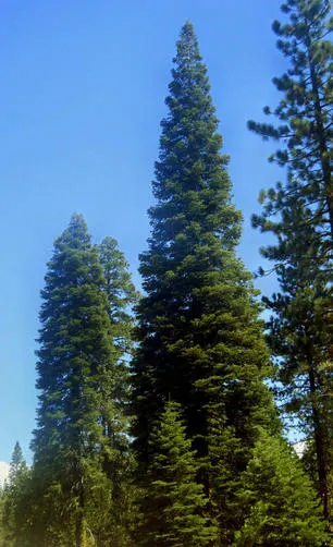 Pacific Silver Fir (Abies Amabilis) — as it brings year-round interest and an elegant presence; revered for its symmetrical shape and dense foliage