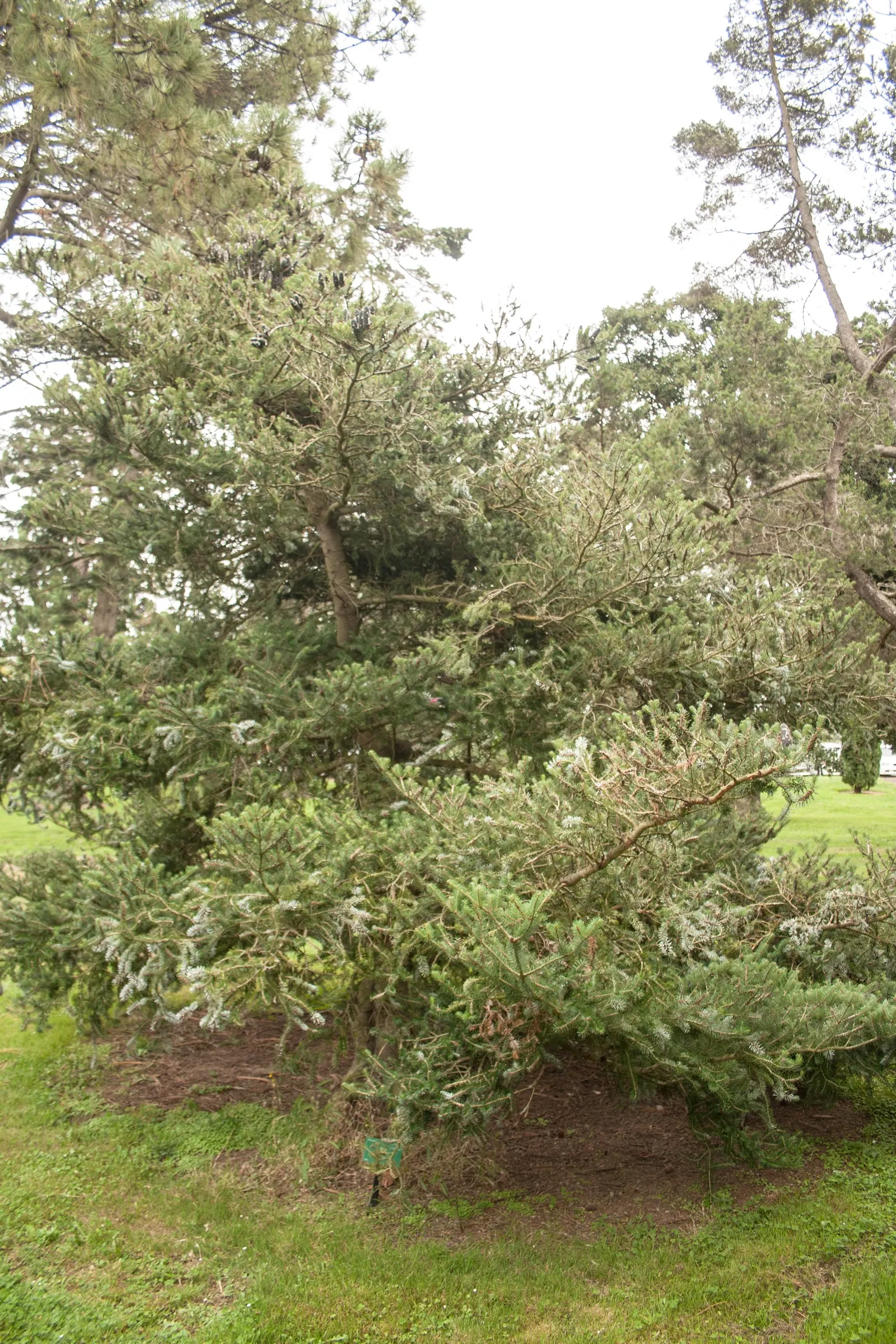 Pacific Silver Fir (Abies Amabilis) — Grows up to 100-180 ft tall with a 20-30 ft spread