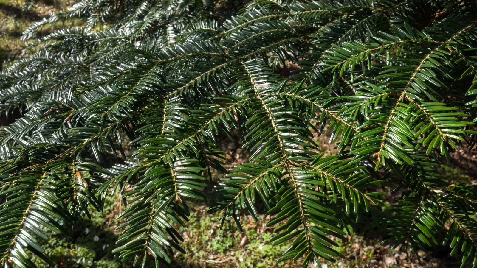 Pacific Silver Fir (Abies Amabilis) — well-drained soils and prefers part to full sun exposure; both vertically and horizontally.<br><br>The Pacific Silver Fir