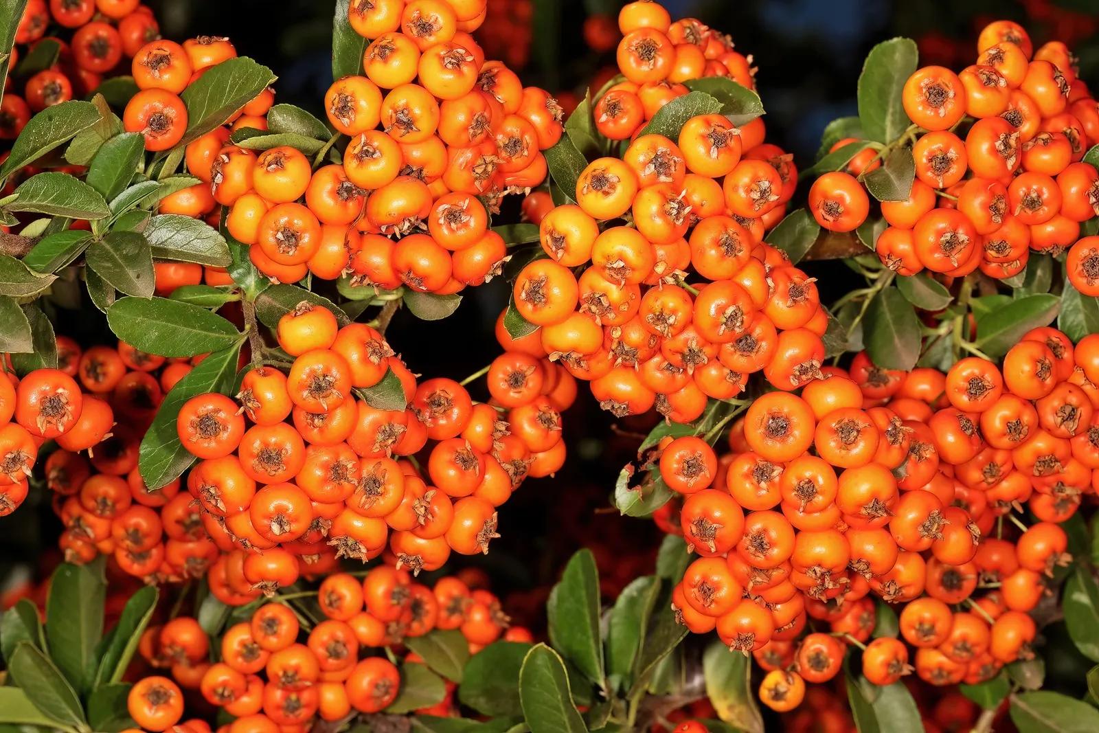 Pyracantha (Pyracantha Spp. Hybrids) — The Pyracantha, a robust evergreen shrub, boasts dense branches with glossy, sharp-leafed foliage; this hardy shrub can