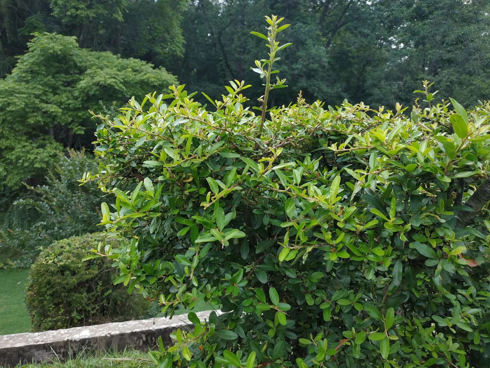 Pyracantha (Pyracantha Spp. Hybrids) — providing not only a bold visual splash