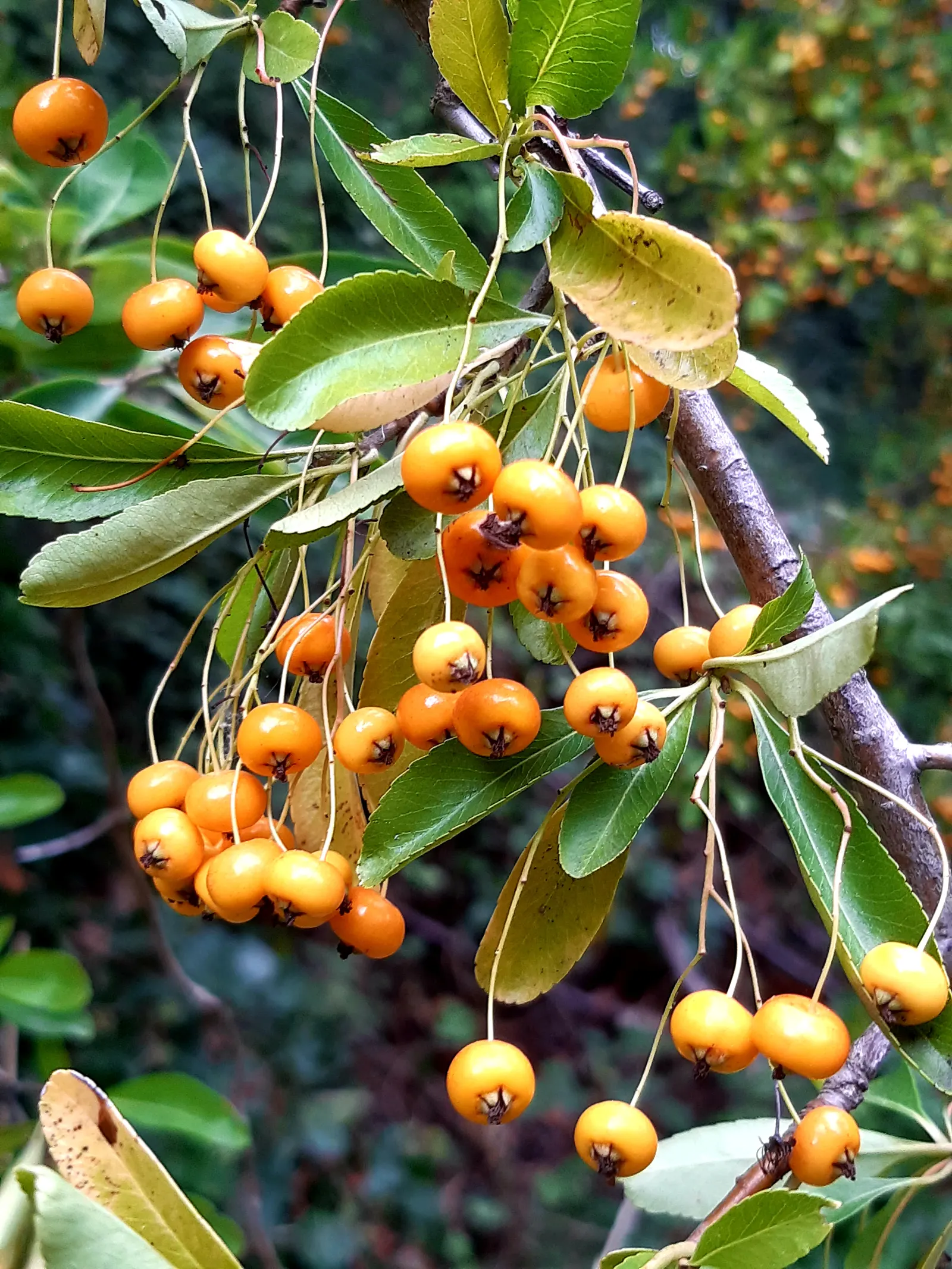 Pyracantha (Pyracantha Spp. Hybrids) — A member of the Rosaceae family, Pyracantha spp