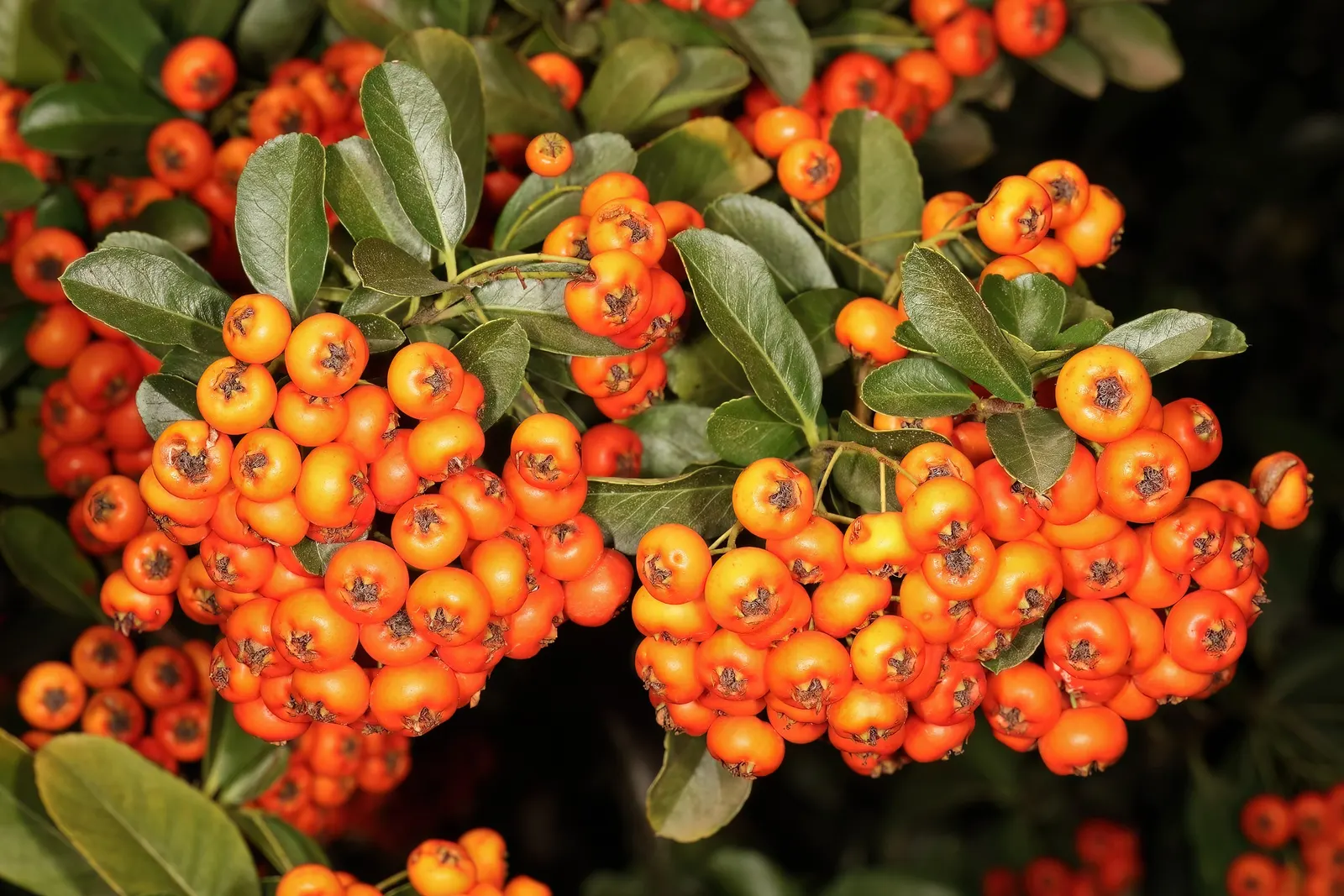 Pyracantha (Pyracantha Spp. Hybrids) — shrub with white blooms