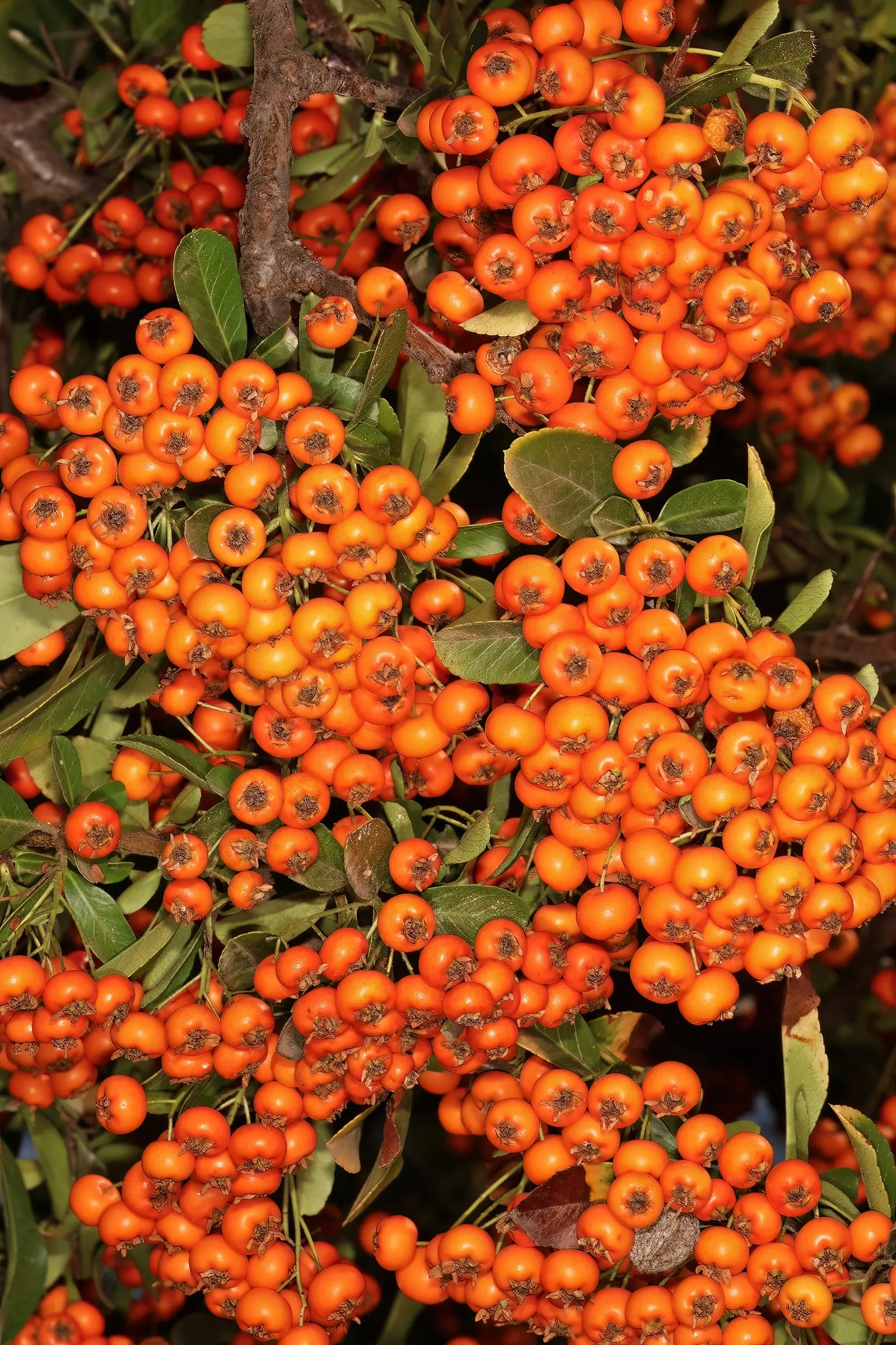 Pyracantha (Pyracantha Spp. Hybrids) — thorny branches that serve as a natural deterrent against intruders