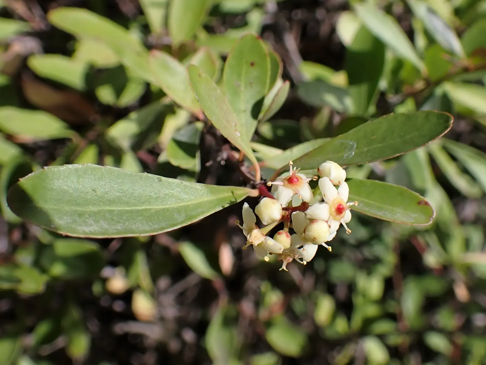 Pyracantha (Pyracantha Spp. Hybrids) — or yellow berries in fall; which helps prevent issues like scab and fire blight