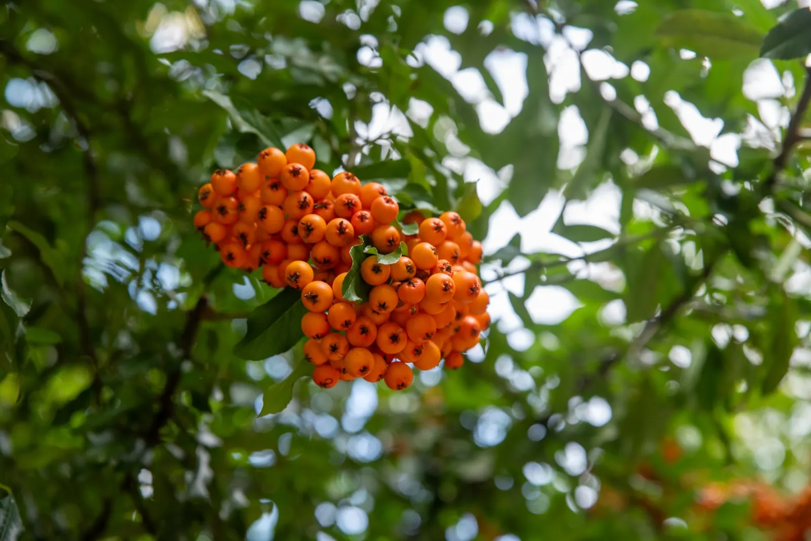 Pyracantha (Pyracantha Spp. Hybrids) — Requires well-draining soil, full sun to part shade, and is drought-tolerant once established