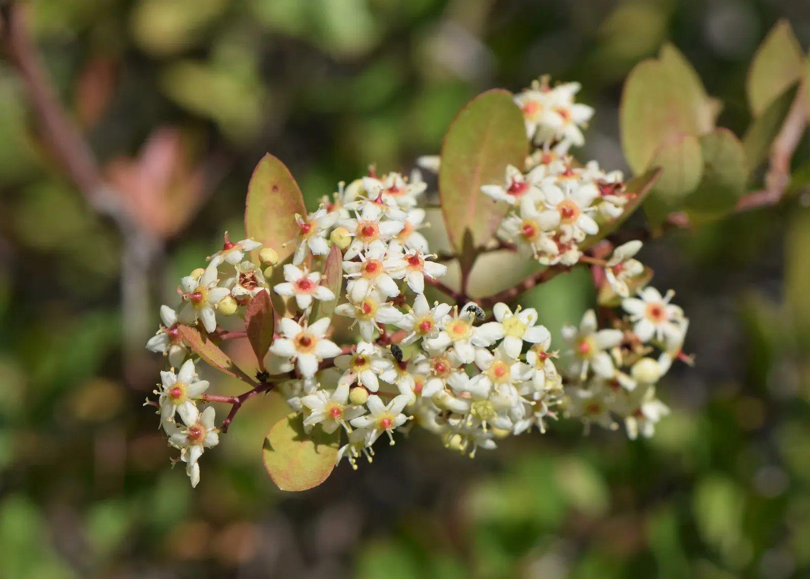Pyracantha (Pyracantha Spp. Hybrids) — or yellow berries in fall