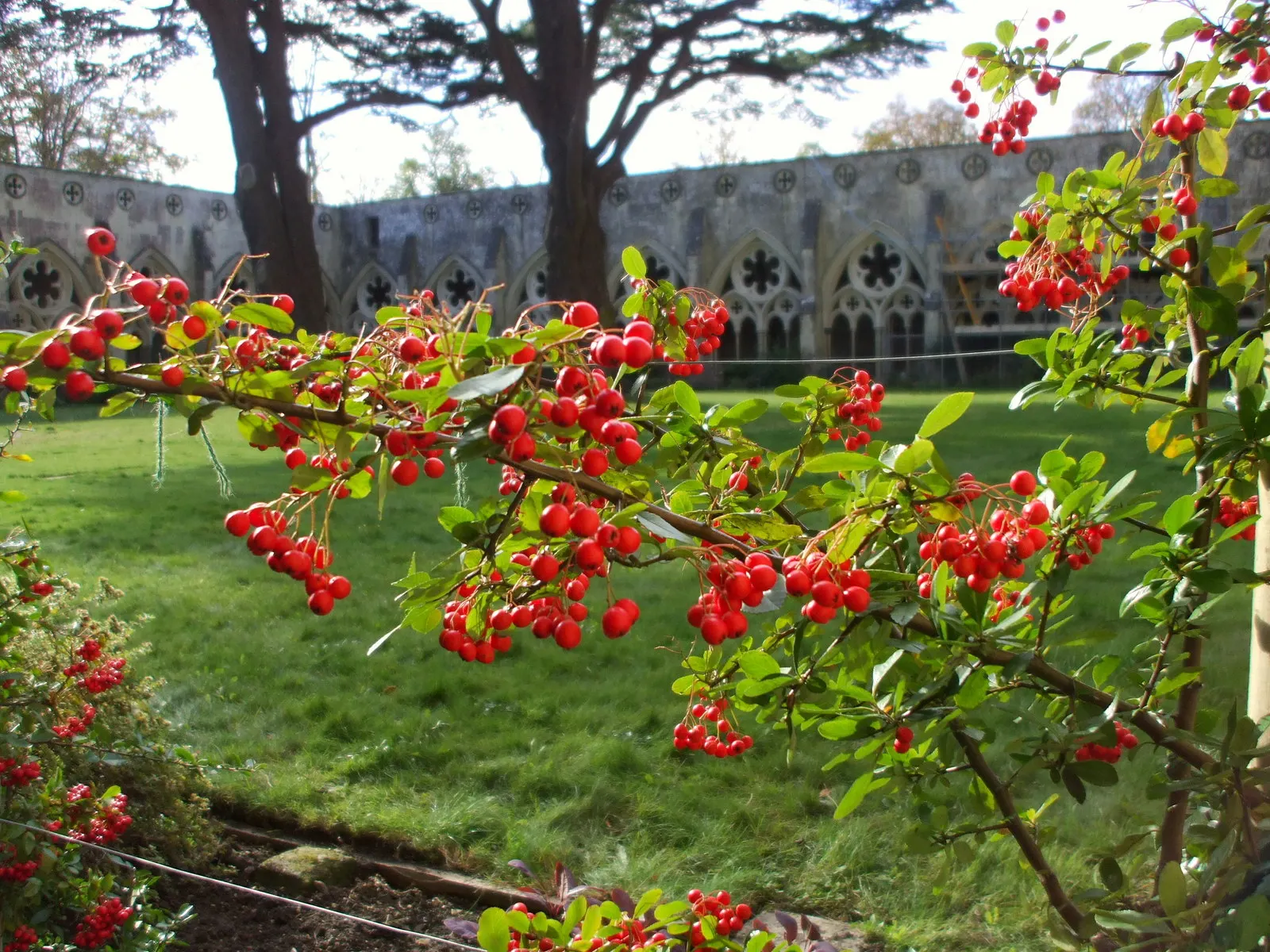 Pyracantha (Pyracantha Spp. Hybrids) — perennial shrub esteemed for its vibrant display of autumn berries and dense