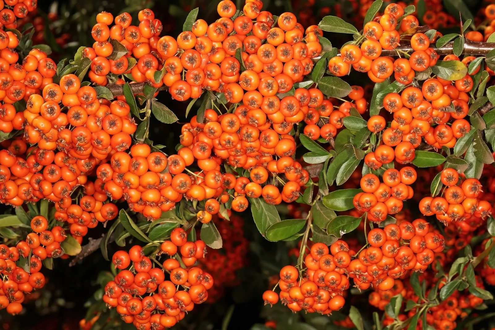 Pyracantha (Pyracantha Spp. Hybrids) — commonly referred to as Firethorn