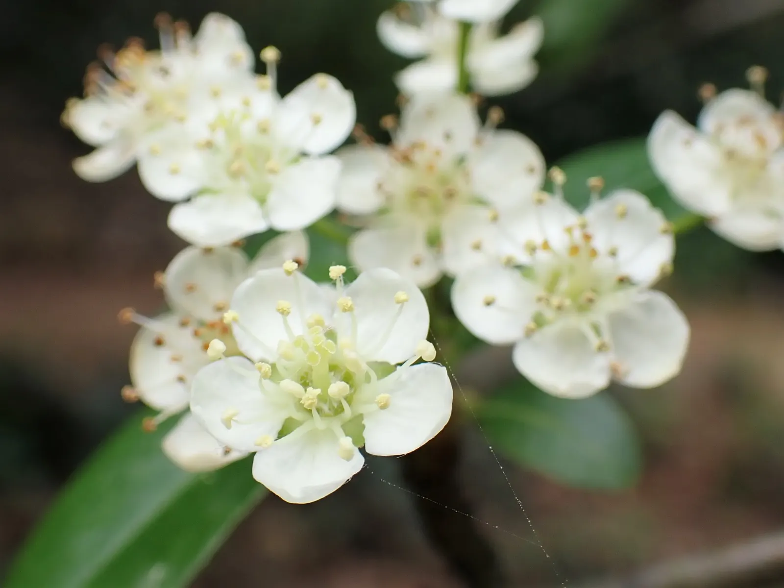 Pyracantha (Pyracantha Spp. Hybrids) — Pyracantha is drought-resistant