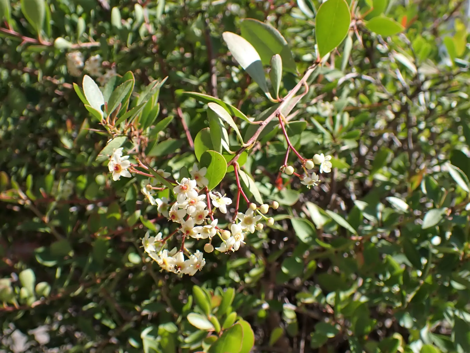 Pyracantha (Pyracantha Spp. Hybrids) — shrub for full