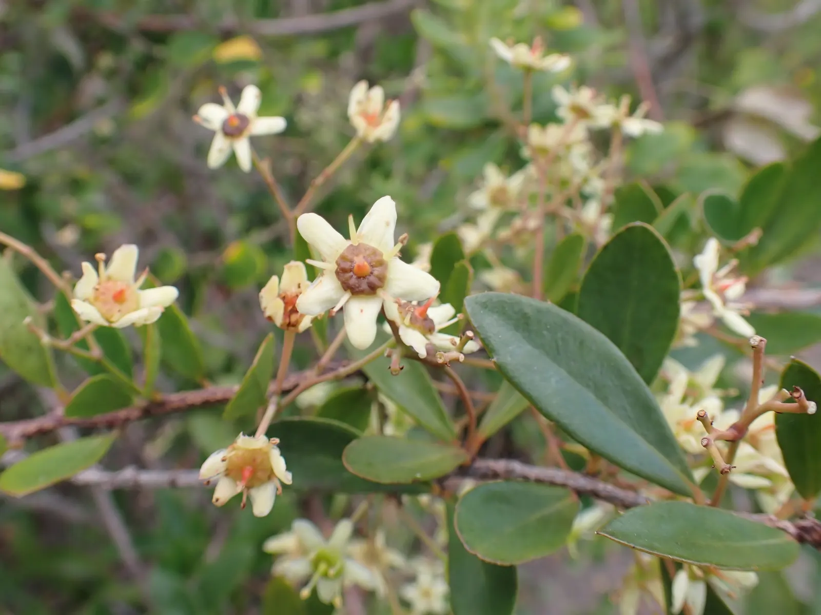 Pyracantha (Pyracantha Spp. Hybrids) — It becomes a spectacle when covered in white blossoms each spring; hybrids are hardy to USDA zones 5 through 9