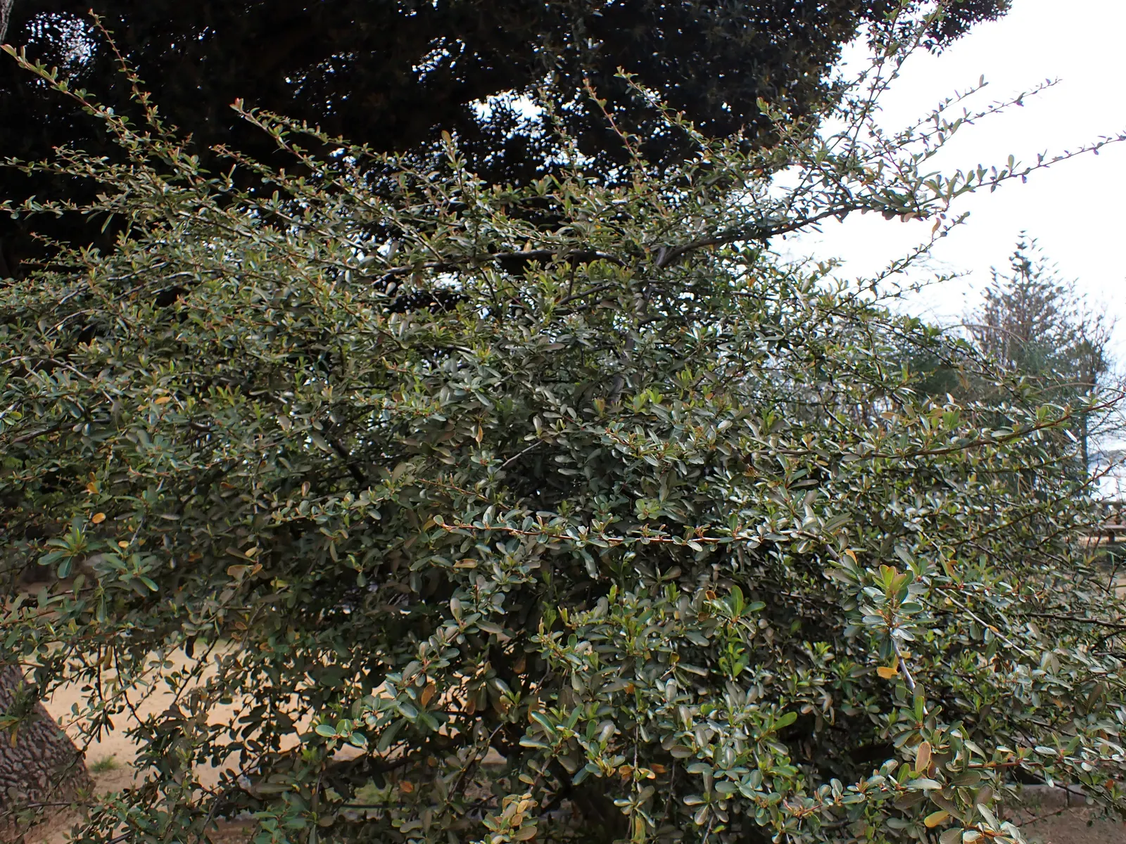 Pyracantha (Pyracantha Spp. Hybrids) — It becomes a spectacle when covered in white blossoms each spring