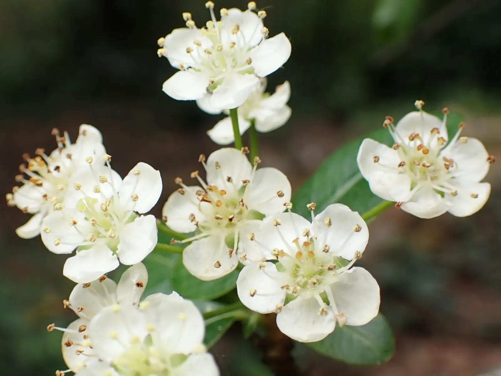 Pyracantha (Pyracantha Spp. Hybrids) — hybrids are hardy to USDA zones 5 through 9