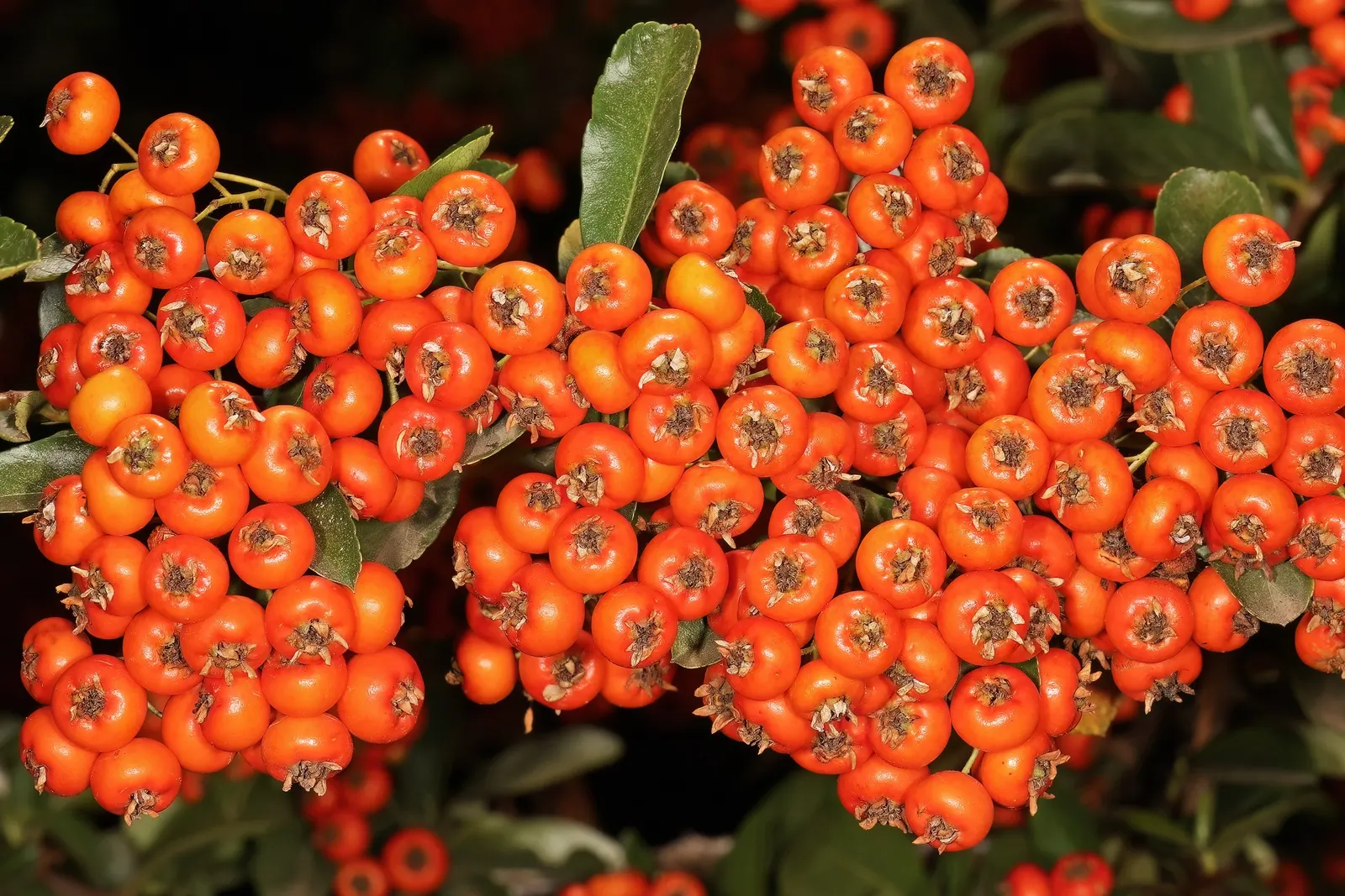 Pyracantha (Pyracantha Spp. Hybrids) — but will benefit from occasional deep watering during prolonged dry periods