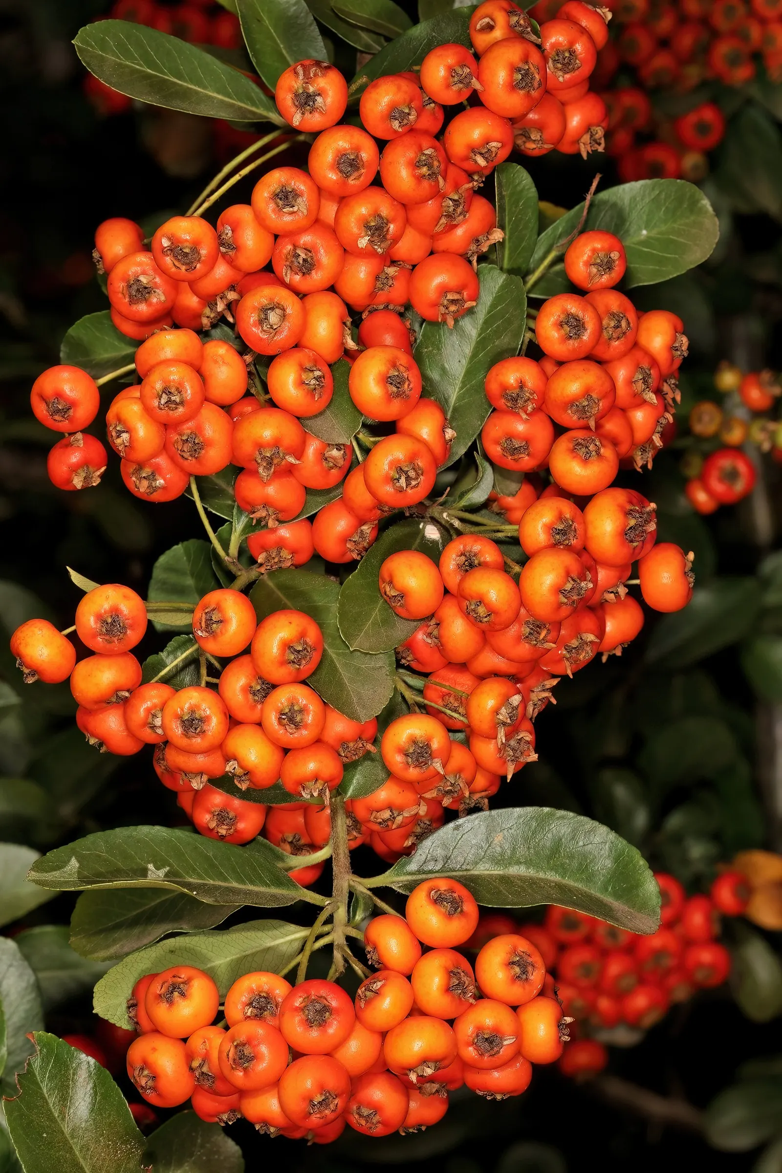 Pyracantha (Pyracantha Spp. Hybrids) — These can range in color from fiery red to orange or yellow