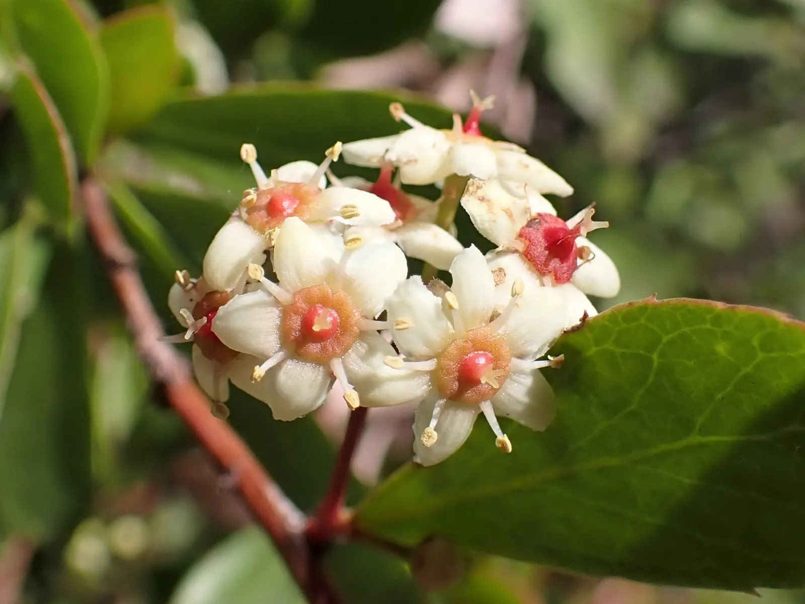 Pyracantha (Pyracantha Spp. Hybrids) — serving as an excellent privacy barrier or espalier