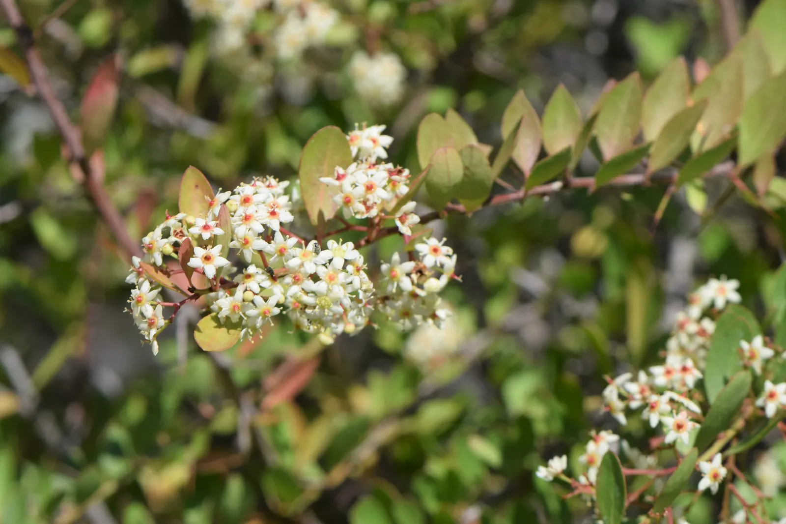 Pyracantha (Pyracantha Spp. Hybrids) — Pruning is important not only for maintaining desired shape but also for improving air circulation