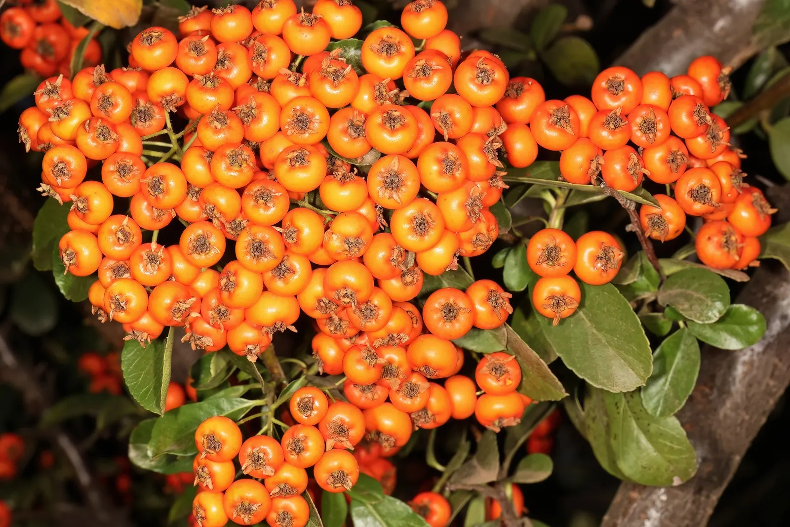 Pyracantha (Pyracantha Spp. Hybrids) — white flowers in the garden