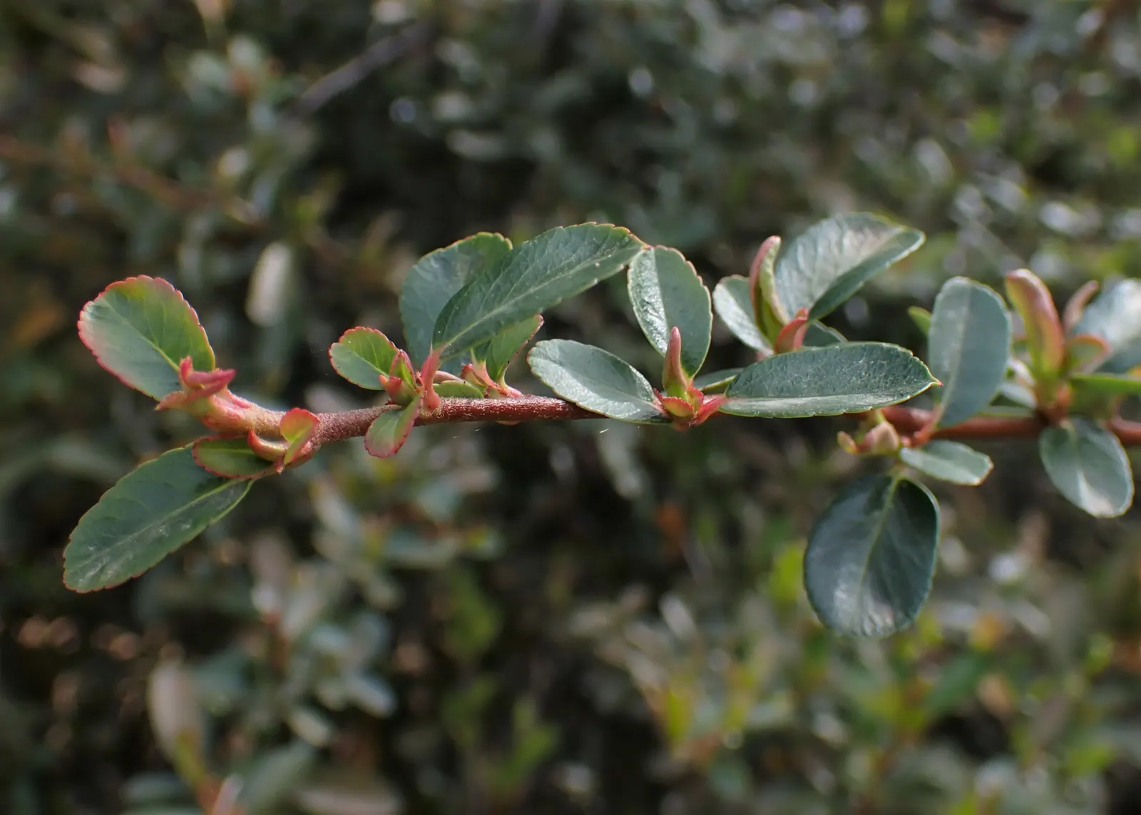 Pyracantha (Pyracantha Spp. Hybrids) — glossy green leaves remain evergreen in milder climates