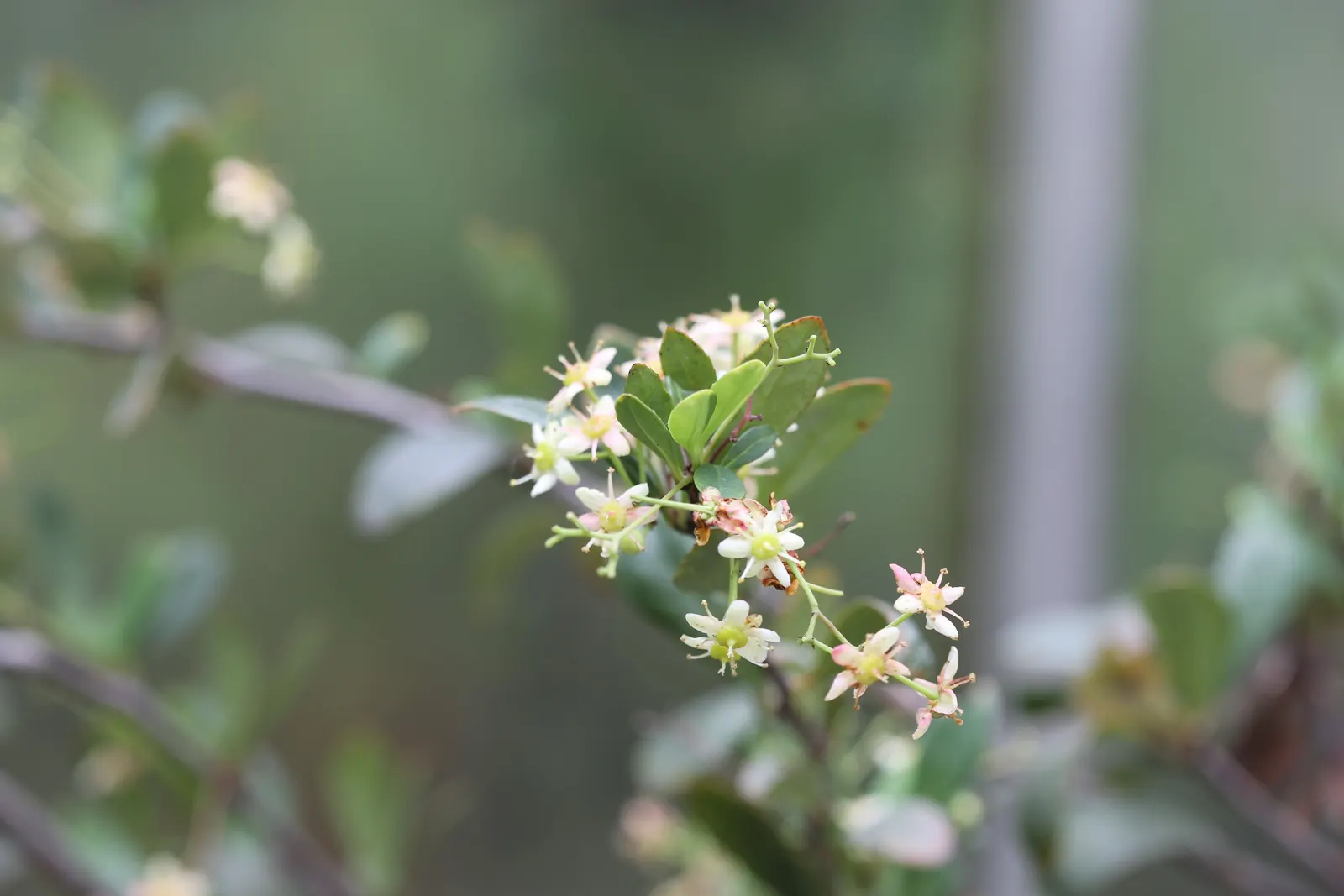 Pyracantha (Pyracantha Spp. Hybrids) — This hardy shrub can grow 6-18 feet high and 6-12 feet wide
