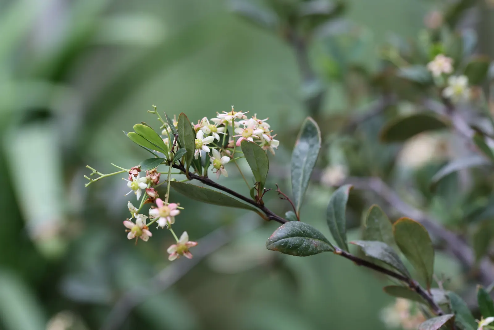 Pyracantha (Pyracantha Spp. Hybrids) — The Pyracantha, a robust evergreen shrub, boasts dense branches with glossy, sharp-leafed foliage