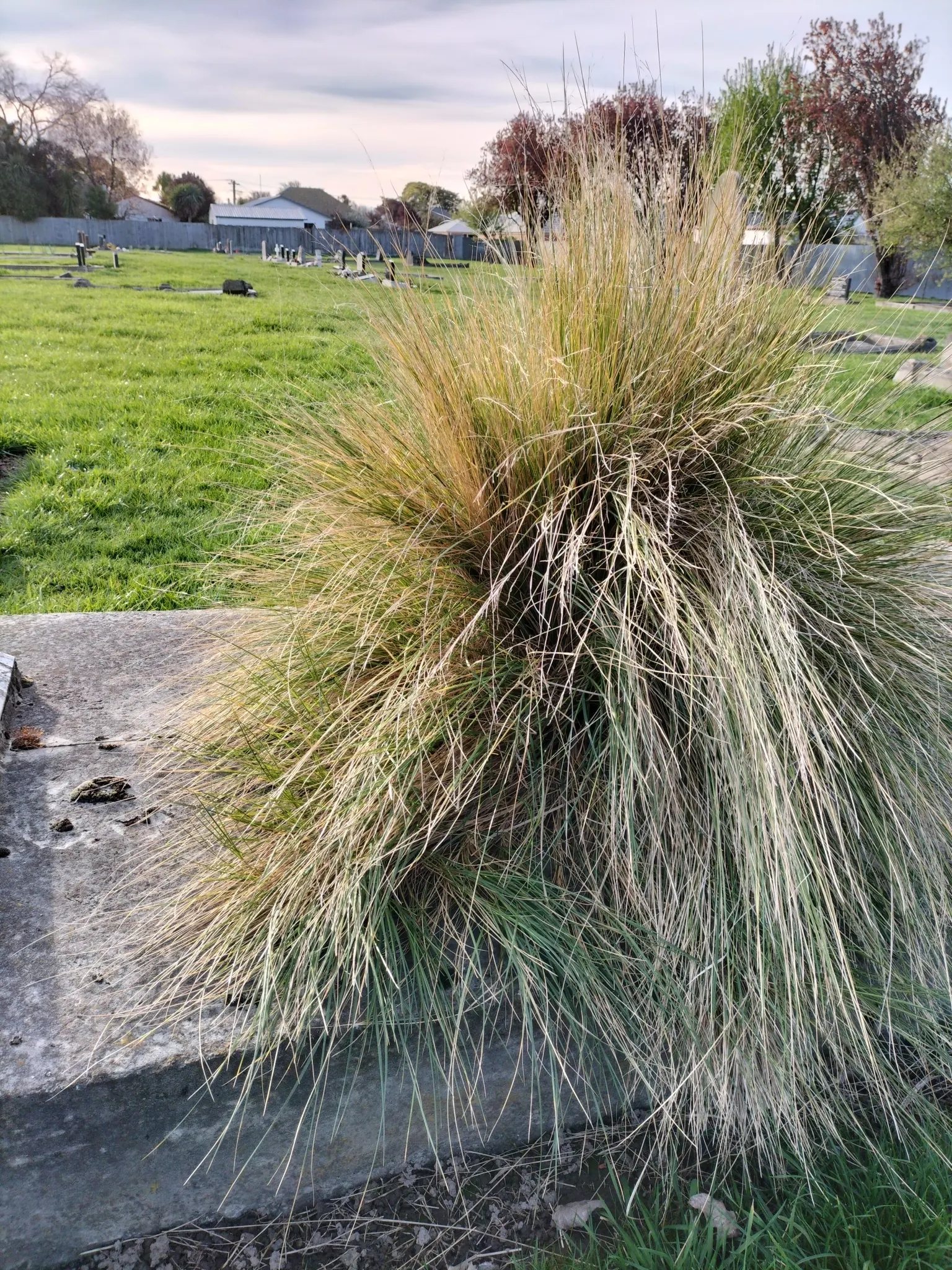 Golden Tussock Grass (Poa Cita) — This perennial grass is native to New Zealand
