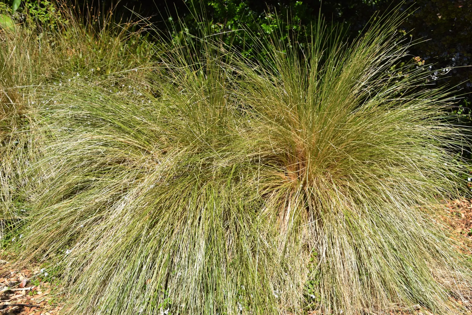 Golden Tussock Grass (Poa Cita) — is an ornamental grass valued for its fine