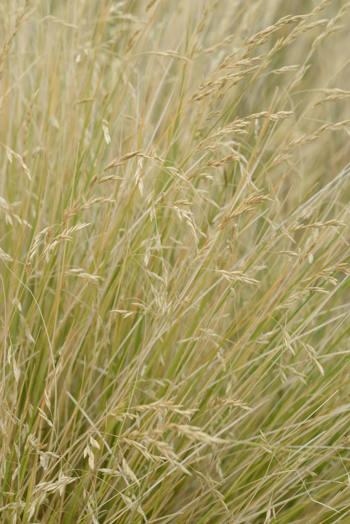 Golden Tussock Grass (Poa Cita) — Ideal for mass plantings and rockeries