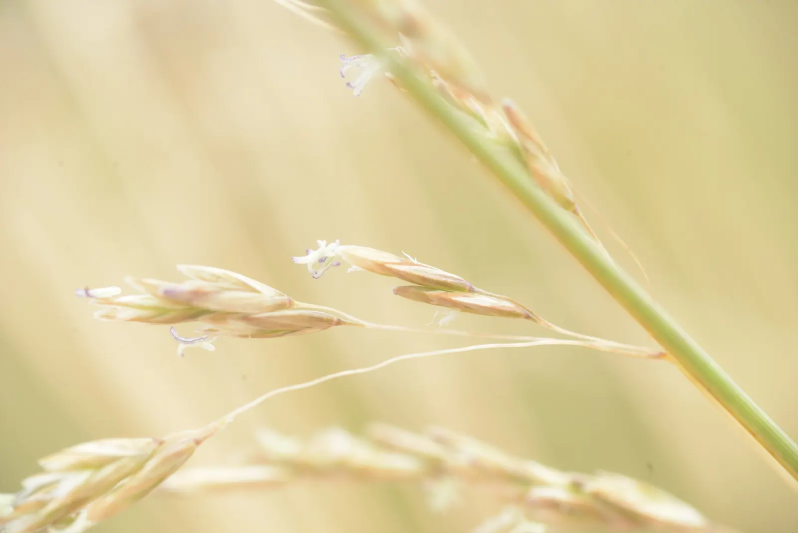 Golden Tussock Grass (Poa Cita) — Its slender leaves are a bright green that transitions to a golden yellow during fall