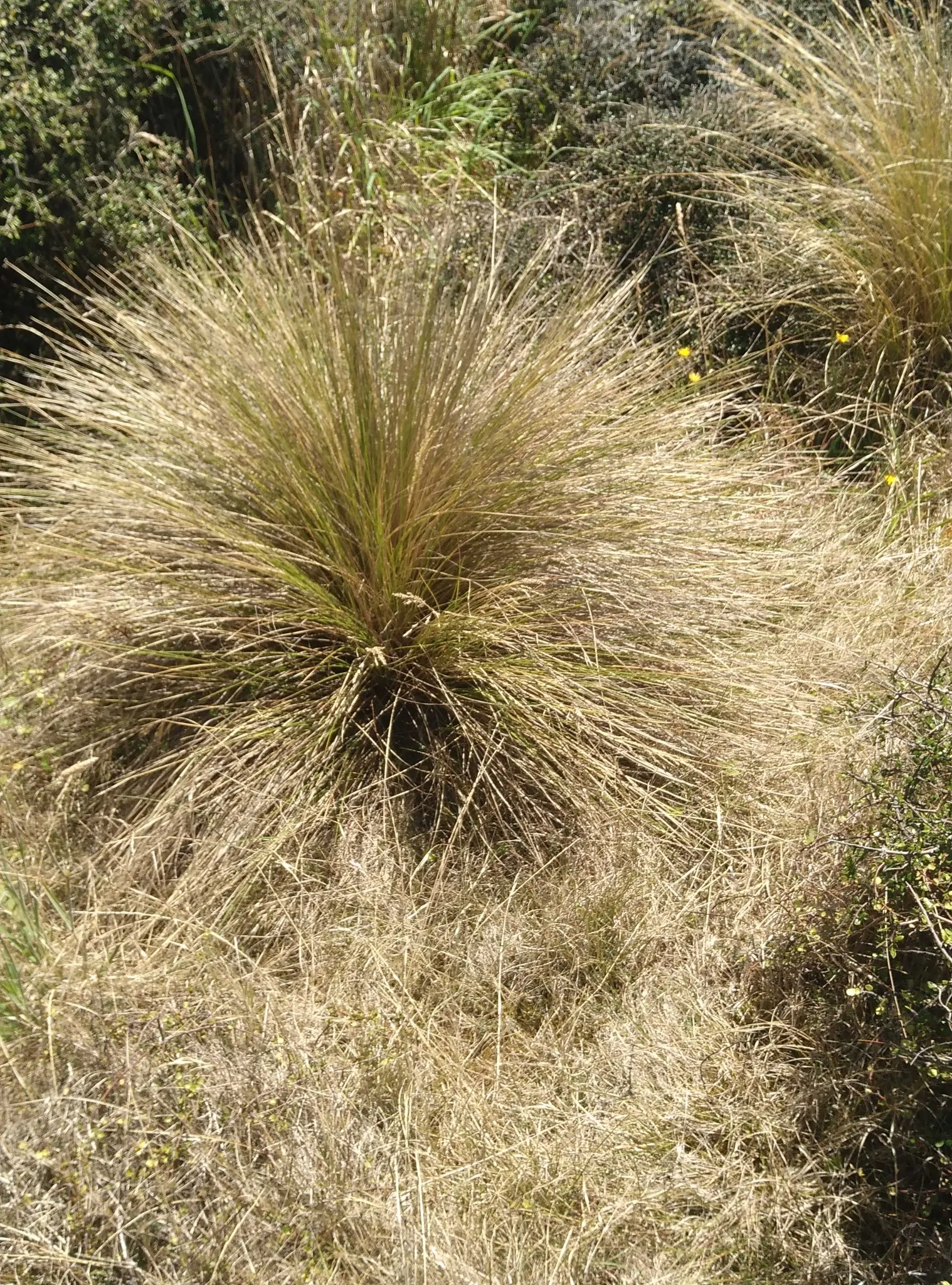 Golden Tussock Grass (Poa Cita) — valued for its striking fine-textured golden foliage