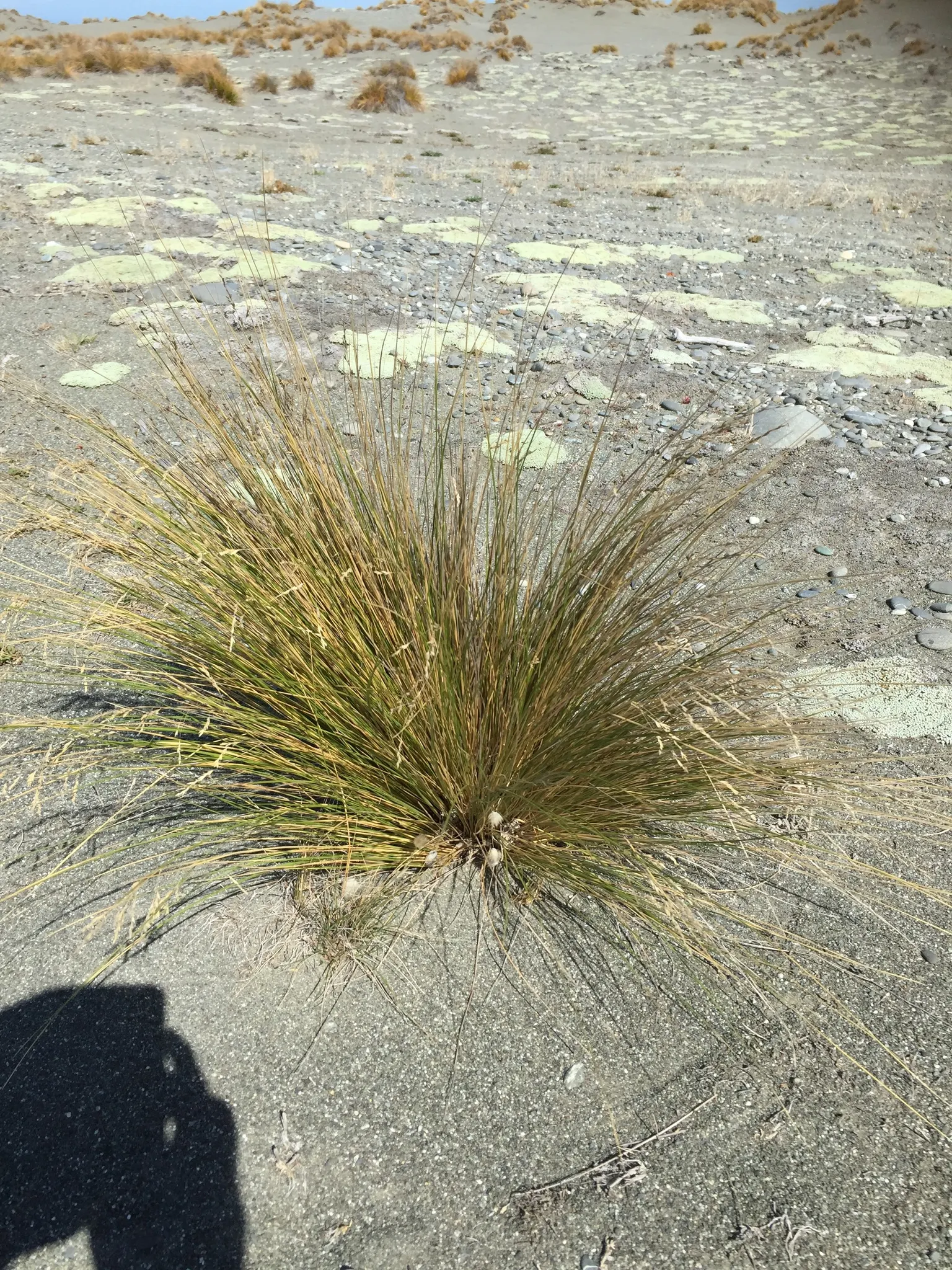 Golden Tussock Grass (Poa Cita) — where it thrives in a variety of conditions