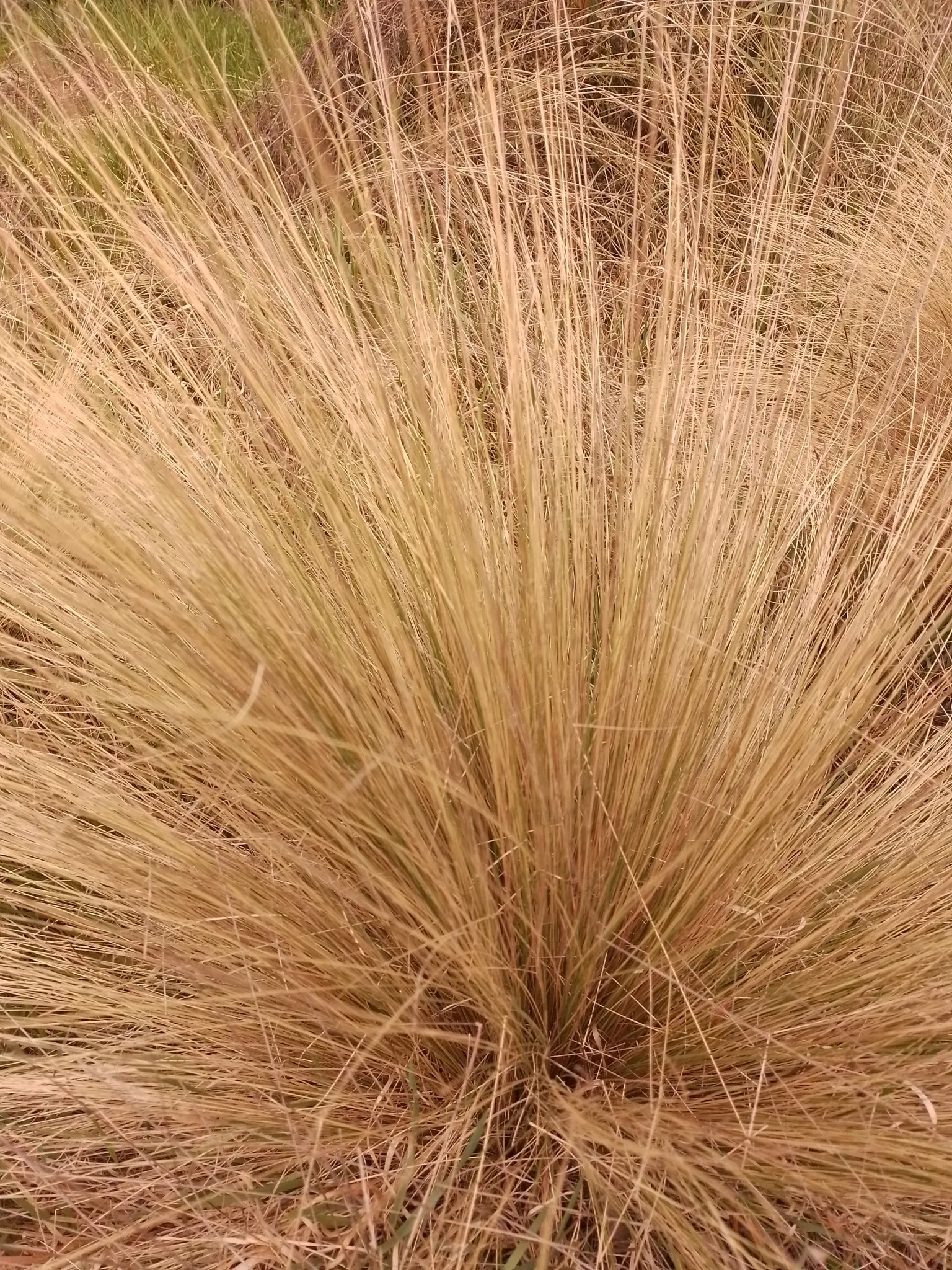 Golden Tussock Grass (Poa Cita) — is a hardy ornamental grass