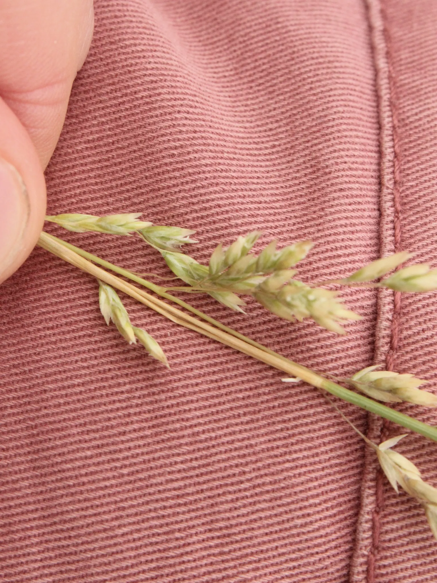 Golden Tussock Grass (Poa Cita) — the Golden Tussock Grass forms dense