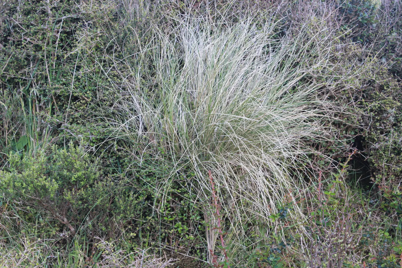 Golden Tussock Grass (Poa Cita) — arching foliage that shimmers with a golden hue when caught by the sunlight